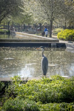 Nanterre, Fransa - 04 11 2025: Park Parc du Chemin de l 'ile Bassin' de gri balıkçıl balığı