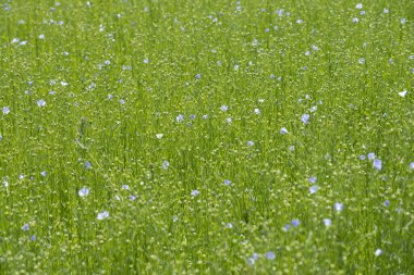 Bessin Bayeusain. Flax Field 'ın detaylı görüntüsü ve tohumları ve saplarından üretilen tekstil lifleri için yetiştirilen mavi çiçekli bitki.