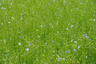 Bessin Bayeusain. Flax Field 'ın detaylı görüntüsü ve tohumları ve saplarından üretilen tekstil lifleri için yetiştirilen mavi çiçekli bitki.