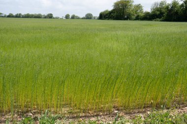 Bessin Bayeusain. Flax Field 'ın detaylı görüntüsü ve tohumları ve saplarından üretilen tekstil lifleri için yetiştirilen mavi çiçekli bitki.
