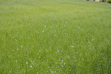 Bessin Bayeusain. Flax Field 'ın detaylı görüntüsü ve tohumları ve saplarından üretilen tekstil lifleri için yetiştirilen mavi çiçekli bitki.