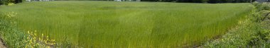 Bessin Bayeusain. Flax Field 'ın detaylı görüntüsü ve tohumları ve saplarından üretilen tekstil lifleri için yetiştirilen mavi çiçekli bitki.