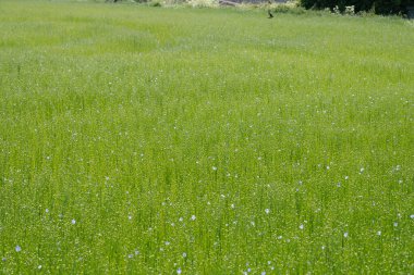 Bessin Bayeusain. Flax Field 'ın detaylı görüntüsü ve tohumları ve saplarından üretilen tekstil lifleri için yetiştirilen mavi çiçekli bitki.