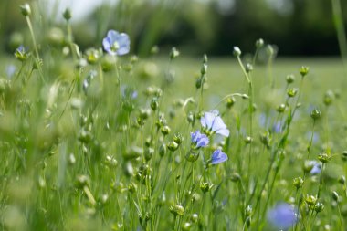 Bessin Bayeusain. Flax Field 'ın detaylı görüntüsü ve tohumları ve saplarından üretilen tekstil lifleri için yetiştirilen mavi çiçekli bitki.