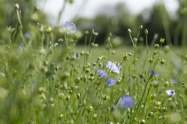 Bessin Bayeusain. Flax Field 'ın detaylı görüntüsü ve tohumları ve saplarından üretilen tekstil lifleri için yetiştirilen mavi çiçekli bitki.