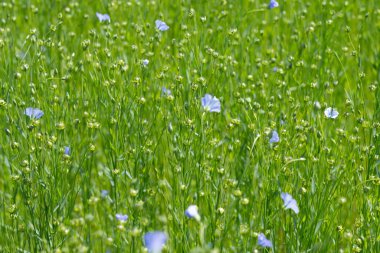 Bessin Bayeusain. Flax Field 'ın detaylı görüntüsü ve tohumları ve saplarından üretilen tekstil lifleri için yetiştirilen mavi çiçekli bitki.