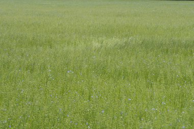 Bessin Bayeusain. Flax Field 'ın detaylı görüntüsü ve tohumları ve saplarından üretilen tekstil lifleri için yetiştirilen mavi çiçekli bitki.