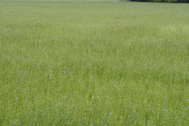 Bessin Bayeusain. Flax Field 'ın detaylı görüntüsü ve tohumları ve saplarından üretilen tekstil lifleri için yetiştirilen mavi çiçekli bitki.