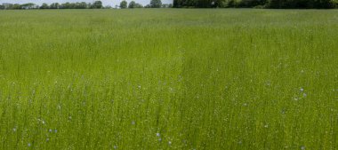 Bessin Bayeusain. Flax Field 'ın detaylı görüntüsü ve tohumları ve saplarından üretilen tekstil lifleri için yetiştirilen mavi çiçekli bitki.