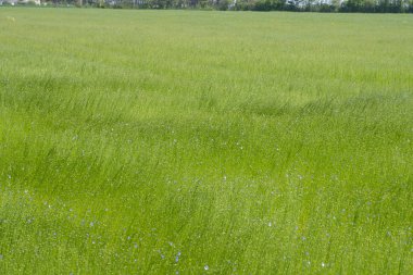 Bessin Bayeusain. Flax Field 'ın detaylı görüntüsü ve tohumları ve saplarından üretilen tekstil lifleri için yetiştirilen mavi çiçekli bitki.