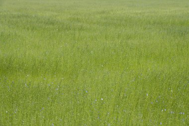 Bessin Bayeusain. Flax Field 'ın detaylı görüntüsü ve tohumları ve saplarından üretilen tekstil lifleri için yetiştirilen mavi çiçekli bitki.