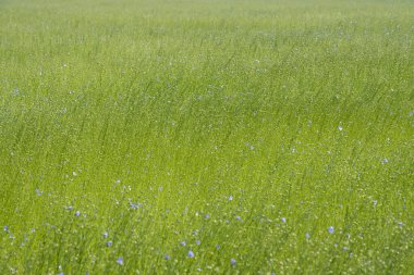 Bessin Bayeusain. Flax Field 'ın detaylı görüntüsü ve tohumları ve saplarından üretilen tekstil lifleri için yetiştirilen mavi çiçekli bitki.