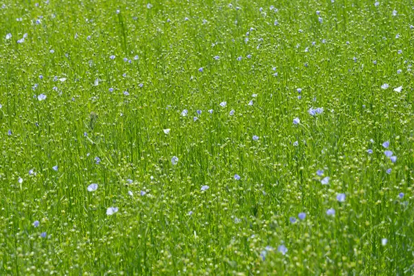 Bessin Bayeusain. Flax Field 'ın detaylı görüntüsü ve tohumları ve saplarından üretilen tekstil lifleri için yetiştirilen mavi çiçekli bitki.