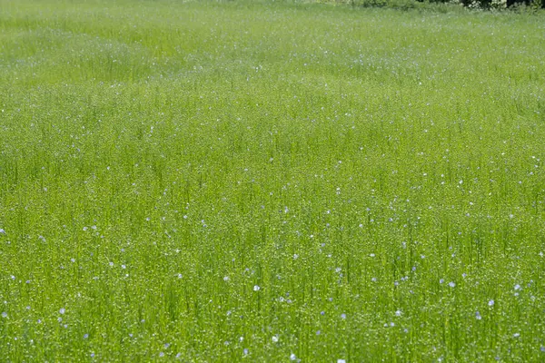 Bessin Bayeusain. Flax Field 'ın detaylı görüntüsü ve tohumları ve saplarından üretilen tekstil lifleri için yetiştirilen mavi çiçekli bitki.