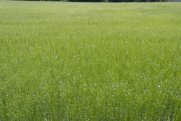 Bessin Bayeusain. Flax Field 'ın detaylı görüntüsü ve tohumları ve saplarından üretilen tekstil lifleri için yetiştirilen mavi çiçekli bitki.
