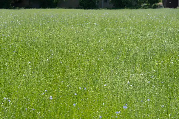 Bessin Bayeusain. Flax Field 'ın detaylı görüntüsü ve tohumları ve saplarından üretilen tekstil lifleri için yetiştirilen mavi çiçekli bitki.