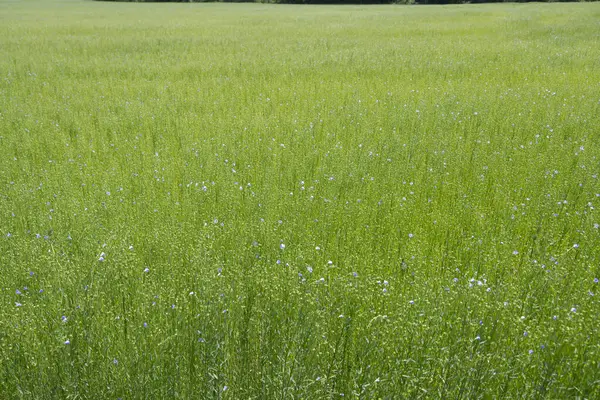 Bessin Bayeusain. Flax Field 'ın detaylı görüntüsü ve tohumları ve saplarından üretilen tekstil lifleri için yetiştirilen mavi çiçekli bitki.