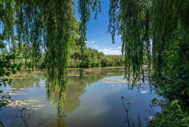 Nehir kıyısındaki bir bahçeden, ağaçlar, tarlalar ve sudaki yansıma.