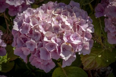 Bahçedeki ortanca çiçeklerine yakın çekim