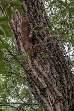 Genç bir kırmızı sincap ağaç gövdesi boyunca oynar.