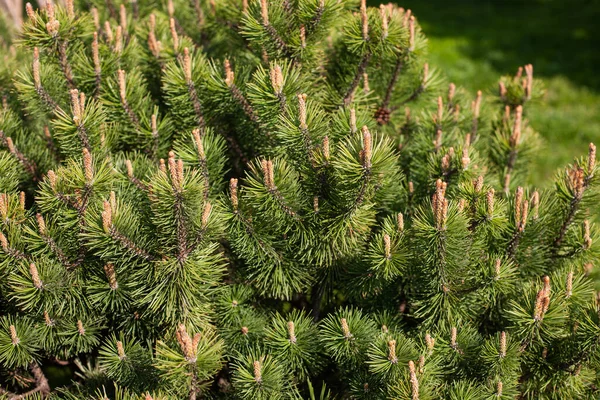 Fir Tree Branch Forest — Stock Photo, Image