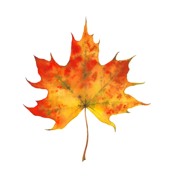 Осенний Кленовый Лист Акварельный Желтый Красный Рисунок Высокое Качество Иллюстрации — стоковое фото
