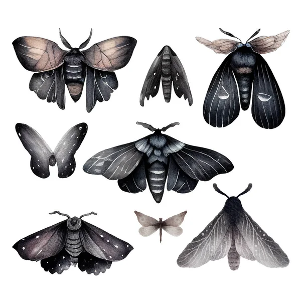 Набор Чёрной Акварелью Мотыльками Бабочками Мрачный Стиль Изолированный Белом Высокое — стоковое фото