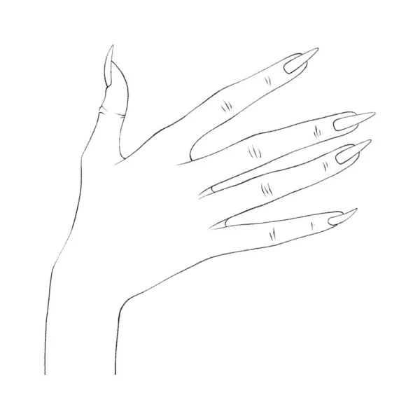 Women Hand in Thin Line Art. Minimalistic and Elegant Hand-Drawn Manicure Design for Female Beauty. High quality illustration