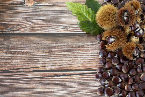 Sweet chestnuts with leaves and shells on a wooden background with copy space. Top table view. Raw brown Castanea in the autumn season.