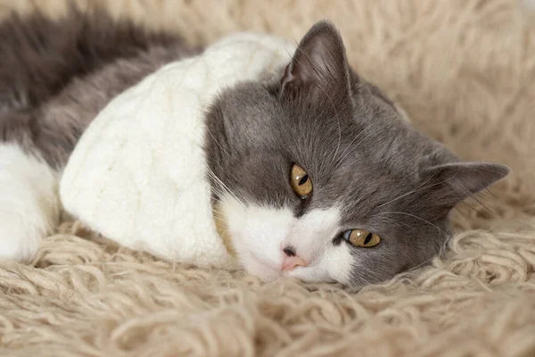 Cat Wearing Knitted Woolen Scarf Relaxing Warm Soft Shaggy Blanket — Stock Photo, Image