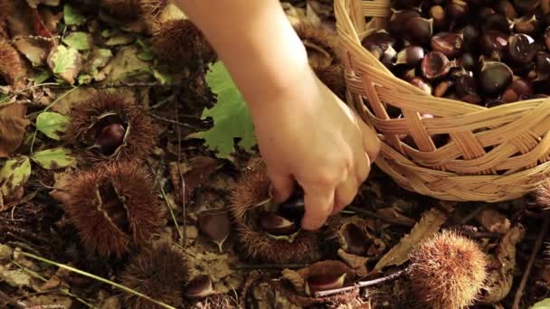 Ludzka Ręka Zbierająca Słodkie Brązowe Kasztany Wiklinowym Koszu Lesie Zbieranie — Wideo stockowe