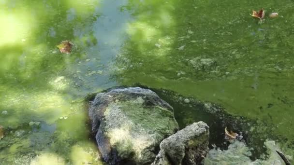 Green Toxic Algae Cyanobacteria Blooming Contaminated Polluted Water River Lake — Stock Video