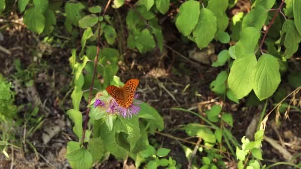 Αρσενικό Αργυρόχρωμη Πεταλούδα Argynnis Paphia Που Τρέφονται Βιολετί Αγριολούλουδα Στη — Αρχείο Βίντεο