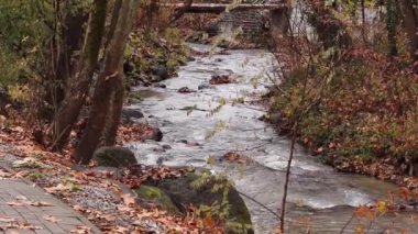 Sonbahar yaprakları ve ağaçlarla ormanda akan nehir. Güzel sonbahar mevsimi Altın renkleriyle doğa manzarası.