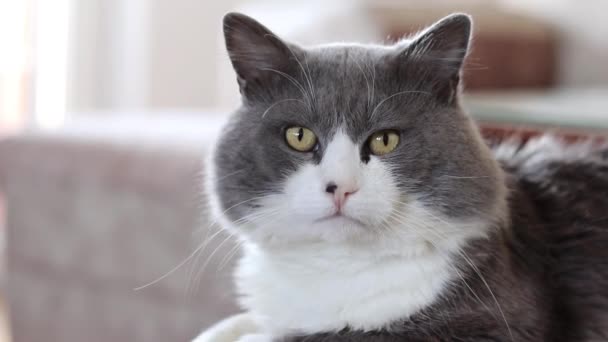 조용한 아늑한 고양이 집에서 휴식의 초상화 클로즈업 소파에 잠자는 모피와 — 비디오