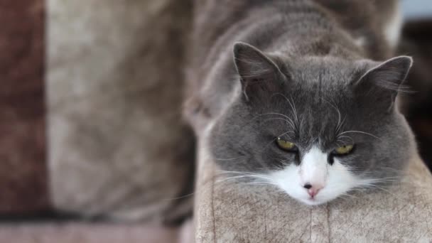 Gato Soñoliento Relajándose Sofá Cerca Lindo Animal Doméstico Que Queda — Vídeo de stock