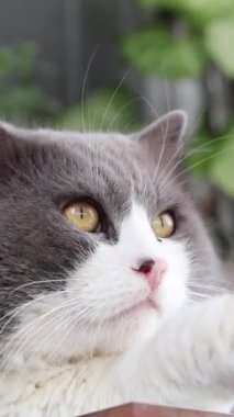 Bir yaz günü bahçede dinlenen bir kedinin portresi. Dikey video. Yakın plan..