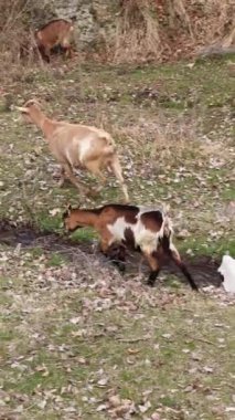 Evcil keçi sürüsü besleniyor ve doğada nehirle dağlık alanda sıçrıyor. Dikey video.