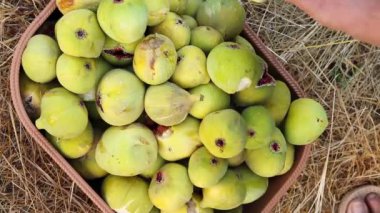 Kırsal bir sepetten taze incir toplayan bir kadın. Üst Manzara. Yakın plan. Tarım kavramı, yaz meyve hasadı, sağlıklı ev yapımı yiyecekler..