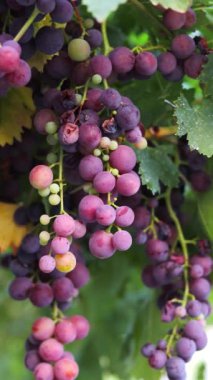 İnsan eli üzüm bağında olgun kırmızı üzümler topluyor. Dikey video. Yakın plan..