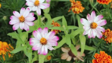 Bahçede büyüyen beyaz pembe zinnia çiçeği. Yakın plan..