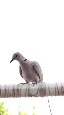 Avrasya yakalı güvercini (Streptopelia decaocto) bir balkonda duruyor. Dikey video. Yakın plan..