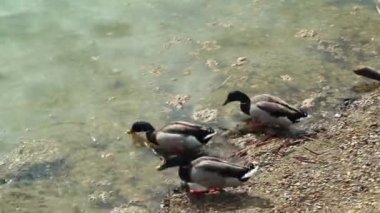 Bir grup yaban ördeği göl suyunda yüzüyor ve besleniyor..