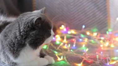 Meraklı kedi renkli yanıp sönen ışıkları izliyor. Yakın plan..