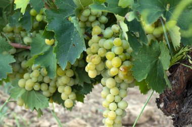 Üzüm bağında bir demet beyaz üzüm. Sonbahar meyve hasadı. Seçici odak.