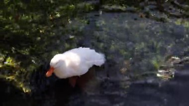Suda yüzen beyaz pekin ördeği.