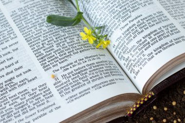 Kutsal kitap üzerine hardal tohumu. Hristiyan misali, Tanrı 'ya olan inanç, İsa Mesih, İncil kavramı..