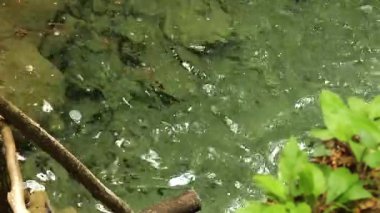 Temiz yeşil dağ suyu. Üst görünüm.