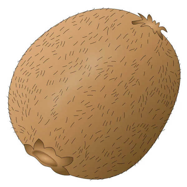 Vector Illustration Kiwi Fruit Skin Hairs — Stock Vector