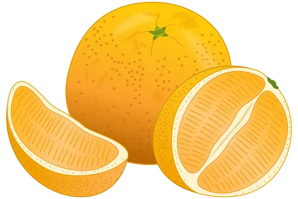 Symbolische Weergave Van Een Hele Rijpe Sinaasappel Met Schil Een — Stockvector